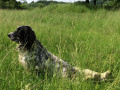 Setter Anglais HORA DU MAS D'EYRAUD Setter Anglais HORA DU MAS D'EYRAUD